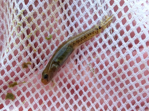 Cheekstripe goby (Rhinogobius genanematus) — Gobiidae — 2