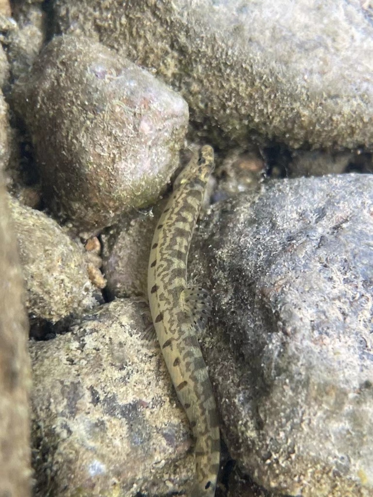 Spiny Loach