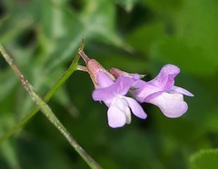 Vicia parviflora