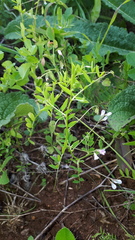 Vicia parviflora
