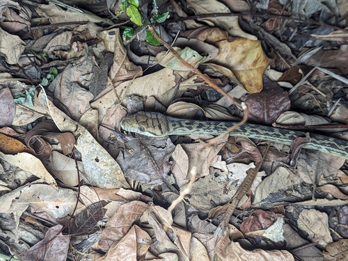 Australian Scrub Python sighting