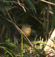 Contopus latirostris