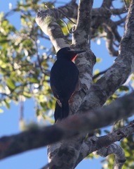 Melanerpes portoricensis