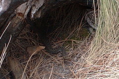 Crotalus triseriatus