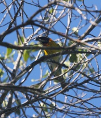 Spindalis portoricensis