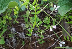 Vicia parviflora