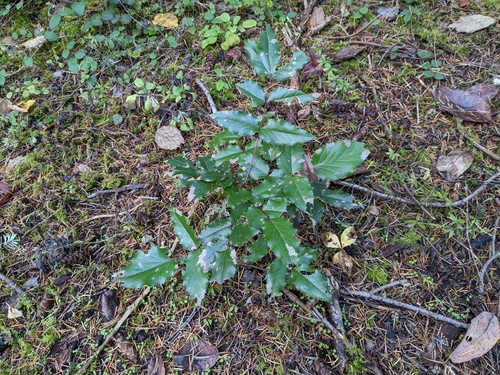 Oregon Grape seedling