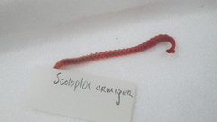 Scoloplos armiger