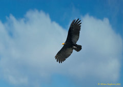 Cathartes melambrotus