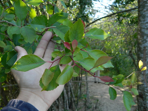 Image of Xylosma venosa by (c) Eduardo Luis Beltrocco, some rights reserved (CC BY)