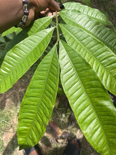 African Walnut (Lovoa trichilioides)
