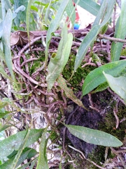 Microgramma squamulosa