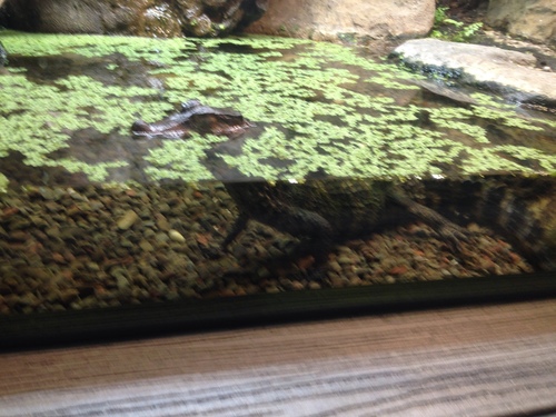 Paleosuchus palpebrosus
