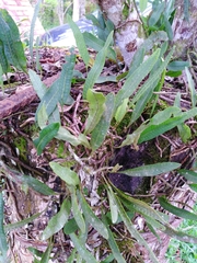 Microgramma squamulosa