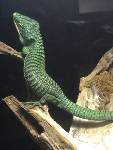 Abronia graminea