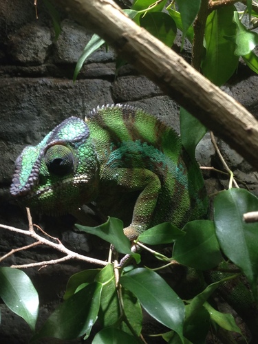 Furcifer pardalis