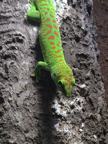 Phelsuma grandis