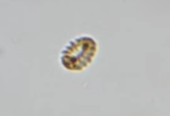 Cyclonexis annularis