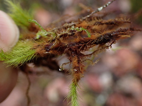 Image of Anacolia menziesii by no rights reserved