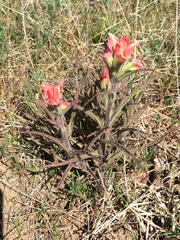 Castilleja indivisa