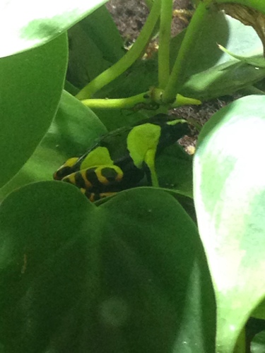 Mantella baroni