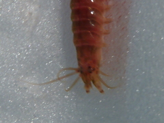 Platynereis dumerilii