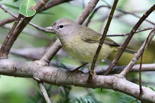 Orange-crowned Warbler (Leiothlypis celata), photo 10