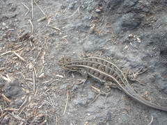 Sceloporus bicanthalis