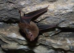 Peropteryx macrotis