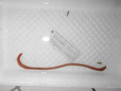 Platynereis dumerilii