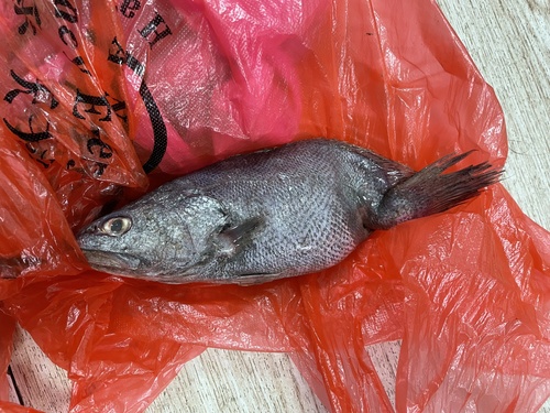 Mi-iuy croaker (Miichthys miiuy) — Sciaenidae — 5