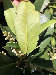 Prunus laurocerasus