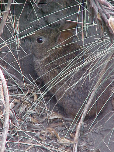 Volcano Rabbit