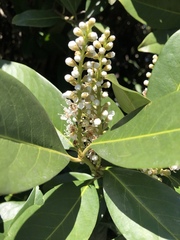 Prunus laurocerasus