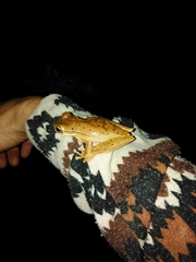 Boana bischoffi