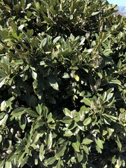 Prunus laurocerasus