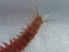 Platynereis dumerilii