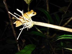 Boana bischoffi