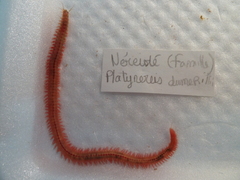 Platynereis dumerilii