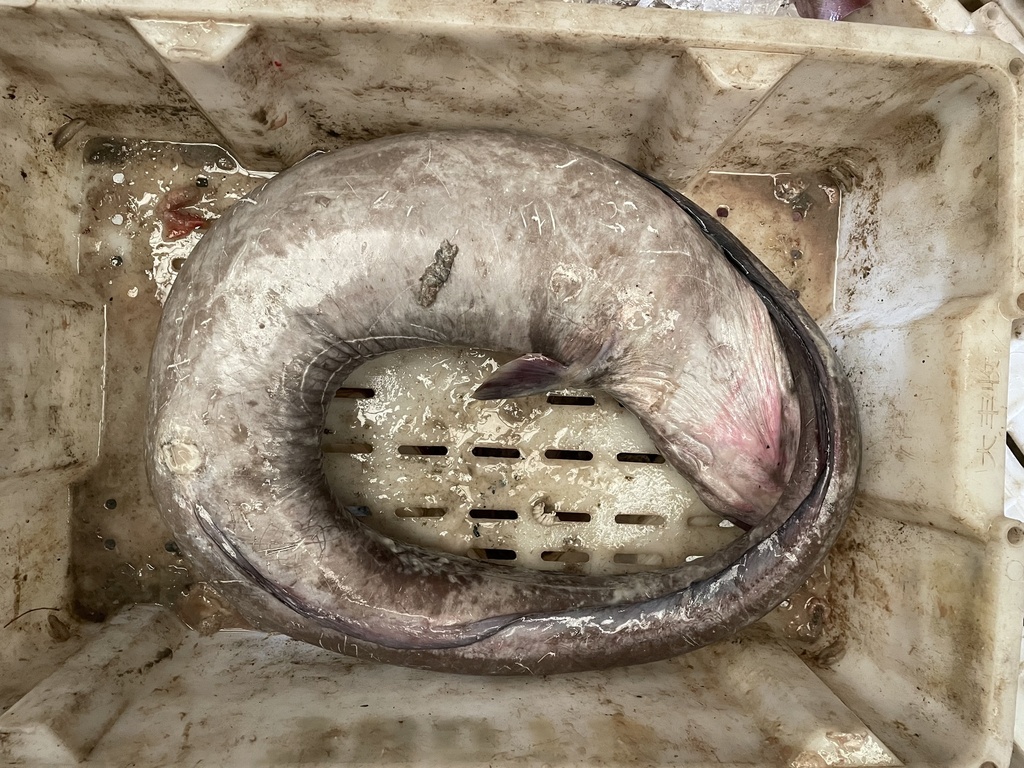 Largehead Conger