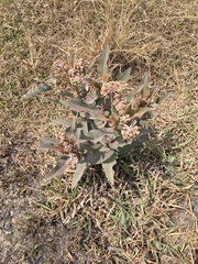 Asclepias glaucescens