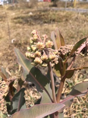 Asclepias glaucescens