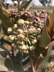 Asclepias glaucescens