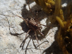 Dasylobus