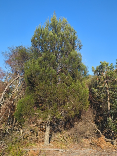 Callitris columellaris