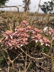 Euphorbia radians