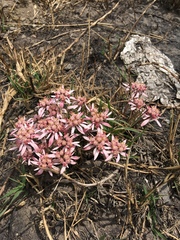 Euphorbia radians