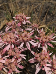 Euphorbia radians