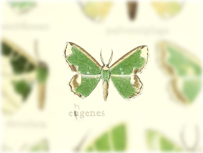 Archichlora engenes