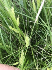 Carex cherokeensis